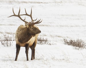 Emergency elk feeding operation begins in Wood River Valley