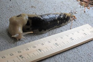 What's the Biggest Slug You've Ever Seen?