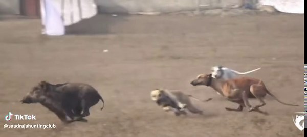 Wild Boar and Dogs Chase: Nature's Exciting Encounter