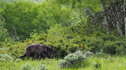 Wolf expert: Missing mother of Colorado's North Park wolfpack likely dead