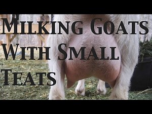 How To Milk A Goat With Small Teats