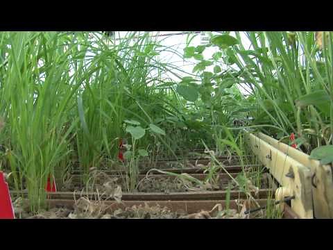 Faces of Chemistry: Crop protection products (Syngenta) - Video 2 (14+)