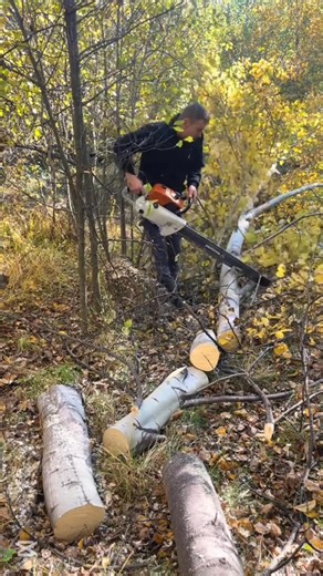 He Was So Confident… Until The Wood Snapped! #TreeRemoval #WoodcuttingAccident #fallvibes #trendingnow #fallfails | Movies vibes