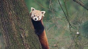 What Red Pandas in Zoos Need to Feel Comfortable - Red Pandazine