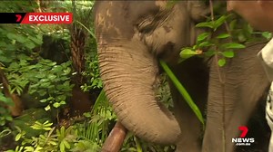 95K views · 838 reactions | EXCLUSIVE: Monarto Safari Park is just a few months away from welcoming its highly anticipated elephant herd. The first resident will be Burma who coming across the ditch from New Zealand with her husband and wife keepers. 7NEWS Adelaide at 6pm | www.7NEWS.com.au #7NEWS | 7NEWS Adelaide | Facebook