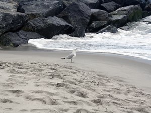 Old Lyme Named CT's Best Summer Travel Destination: Report