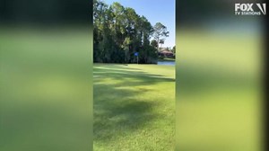 Alligator takes a man's golf ball on a Florida course