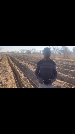 Trench system method :Put 1bucket of well rotten manure on a 1 meter to 1.5 meter space depending with the variety and type of soil then you cover it with soil .Then second phase first apply any nematicide of your choice through drenching .After that apply basal fert of your choice 2 kgs per 10 meters then you cover it with soil .Third phase apply gypsum 2 kgs per 15 meters then cover it with soil .Then drench chlorophrifos to prevent cut worms ,termites and ants .After that water your trenches 