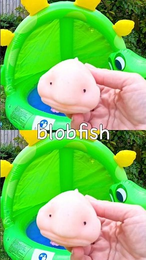 Learn at the Dino Pool | Sea Animal Names for Kids: Hermit Crab Blobfish Seahorse Crab Whale