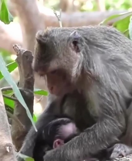 What Happen On Baby Monkey Eyes #Funnyvideos #fyp #trending #Viralreels #reelsfb #Cutebabymonkey #Babymonkey #Cutemonkey #WildMonkeyMoves #cute #funny #animals#foryoupage #laugh #viral #reelfb #reelvideo #monkey #babymonkey #mom #fyp #fypシ゚viral #fypシ #home #cutebabymonkey | Cute Monkey