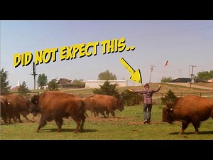 Cross Timbers Bison Ranch | Spring Working