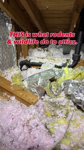 CALL THE PEST & WILDLIFE EXPERTS | Atlanta Rodent & Wildlife Control