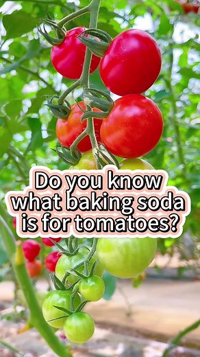 Boost Your Tomato Yield with Baking Soda Spritz