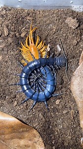 (Rarely Seen) Giant Centipede Molting Time-Lapse! (Shedding Its Old Exoskeleton) Centipedes shed their old exoskeleton to grow, similar to reptiles shedding their skin. It is a necessary part of their life, but not many people get to see it because it is often done deep underground or somewhere safe and out of sight! Here you get an up close look at this process! Species: Scolopendra hainanum “Black” Hainan Island, China | Luv Exotics
