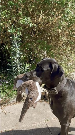 What’s the difference between an Aardvark and an anteater? #greatdane #aliceinchains