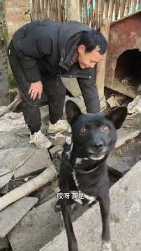 给二狗做的鸡汤饭还加了荷包蛋它居然不吃！#狗狗 #狗是人类最忠诚的朋友 #日常vlog #新农人 #我的乡村生活