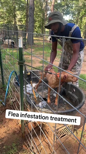 Stop acting like them fleas ant tearing you and the dog up !! Do a flea treatment!! #fyp #trending #petlover #pitbull #fleas