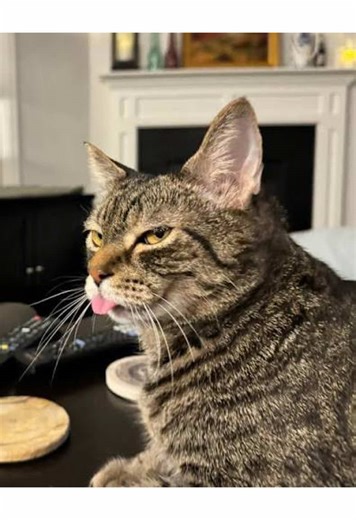 Promoted from lap cat to logistics manager. 🐈🐈😹#funnystory #Meme #cat #ikea #fyp