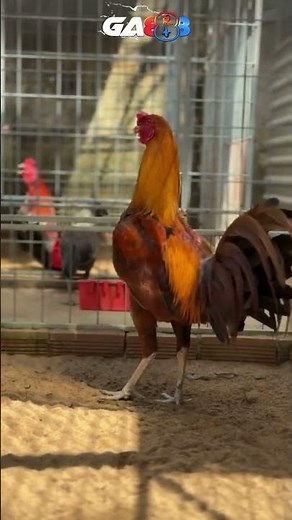 🐓 GA888 – Trang đá gà chọi trực tuyến hàng đầu Việt Nam