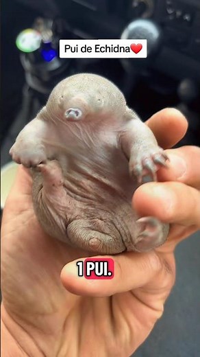 the strangest animal in the world 😲 puggle echidna #australian #animals #mammal #puggle #education
