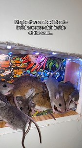 (They put themselves in there, btw) CAT TV PILOT COMING TOMORROW! | MouseTales