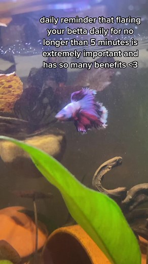 Importance of Betta Flaring for Health and Well-being