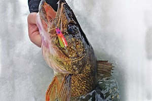 Flutter Spoon Specifics for Ice Walleye - In-Fisherman