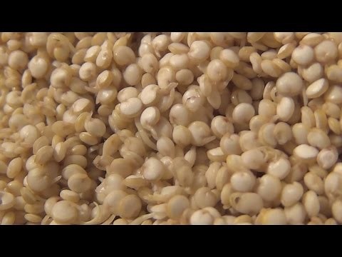 Part 9: Quinoa - Instructions for Sprouts, Seedlings & Greens