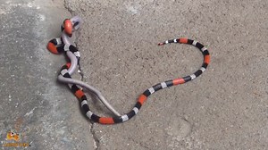 Snake vs Snake Animal Life | Animal Life