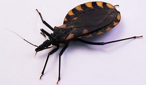 CDC releases details on Chagas, an emerging disease that’s spread by blood-sucking ‘kissing bugs’