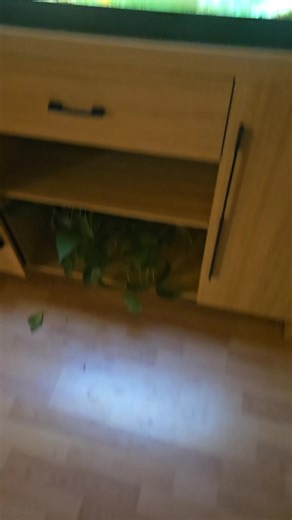 Anna moon (@mavis_the_musician)’s videos with (forever?????????) - glass beach