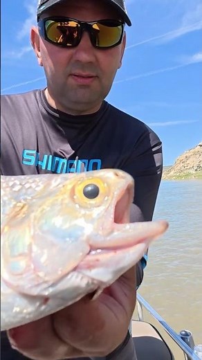 Goldeye fishing (Hiodon alosoides) Saskatchewan river, Canada #canadafishing #exoticfish