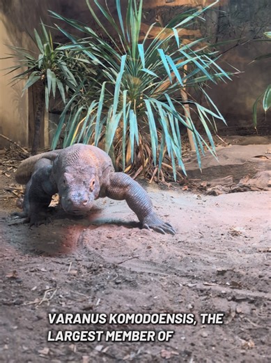 The biggest lizard in the world the Komodo dragon #reptiles #animals #wildlife #nature #conservation