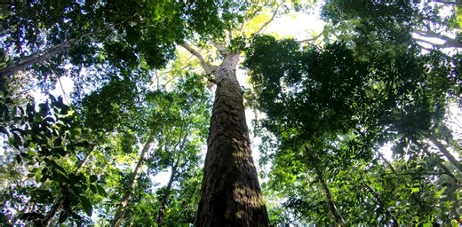 The Amazon’s tallest tree just got 50% taller – and scientists don’t know how