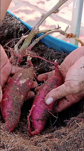 How to Grow Sweet Potatoes in a Container