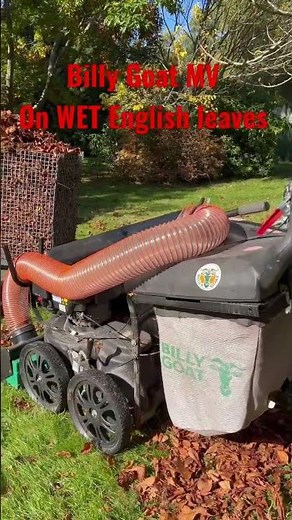 Billy Goat MV vacuum with wet English leaves.