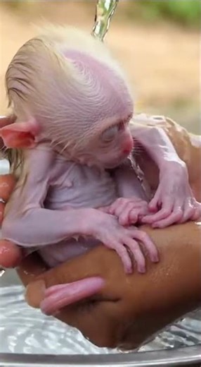 To clean and warm ❤️👏 #animallife #animals #monkey