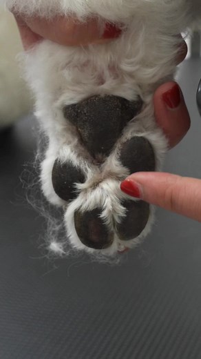 Paw pads for clean poodle feet! #doggrooming