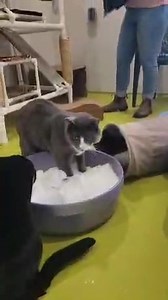 105 reactions · 7 comments | Life is all about perspective. If you are a cat trying to survive outside in the winter then I'm sure that snow is not something fun. But if you're lucky enough to be an indoor cat with food, shelter, and warmth, then snow just might become a novelty. Our animal caretakers are always looking out for unique forms of enrichment. These three cats at least loved their tub of snow. Many of the others said, "no thanks, we'll pass." | Spring Farm Cares | Facebook