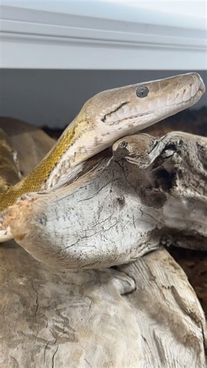 Olive says “no thank you” #reticulatedpython #reptiles #python #animals #wildlife #retic #viral