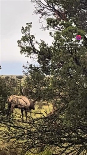 Download the new Shotcentral app today for iOS and android. #hunting #elk @SmittyFullDraw