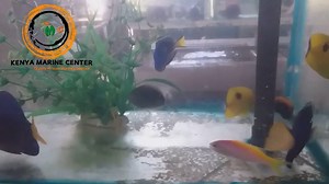 Marine livestock at their best quality for your desired aquarium. Order from us to enjoy our high quality species of marine fish. | Kenya Marine Center