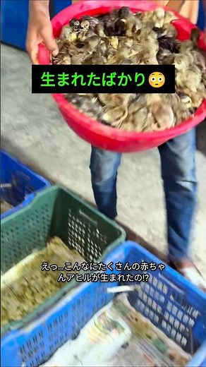 こんなにたくさんのアヒルの赤ちゃんが誕生しました！😳🦆 #アヒル #shorts