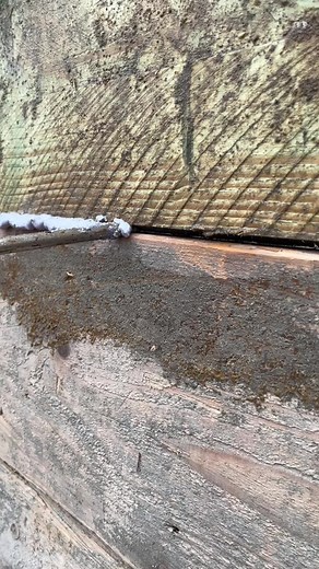 Exploring Aged Wooden Surfaces: Beauty in Weathering