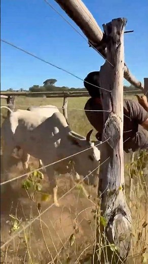 The cowboy will never forget this day 🐂