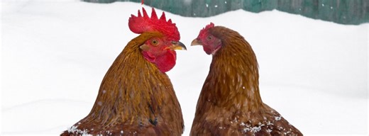 Everything Backyard Chicken! | Other then the vet, where can I get antibiotics for a LASH EGG | Facebook