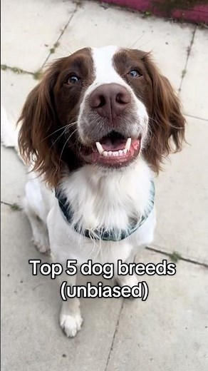 I Ranked the Top 5 Dog Breeds… #5 Surprised Me 🐶😱