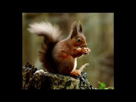 How to get rid of squirrels in your yard - Ultimate squirrel repellents