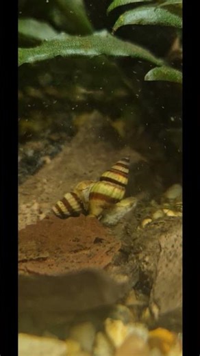 Assassin snail mating requires both a male and a female snail
