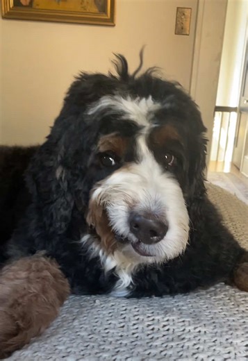 hey #dogsoftiktok #fyp | hey